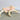 Natural Lambis Chiragra Shell