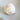 Polished Cassis Grey Carved Shells