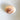 Polished Jumbo Land Snail Shells
