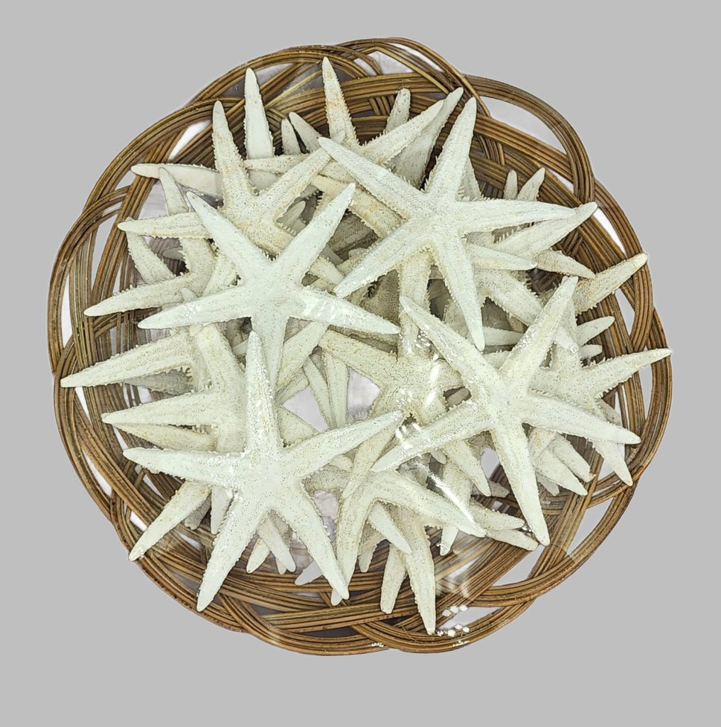 30 Pieces White Baby Starfish 3-4 In 8 Basket Starfish