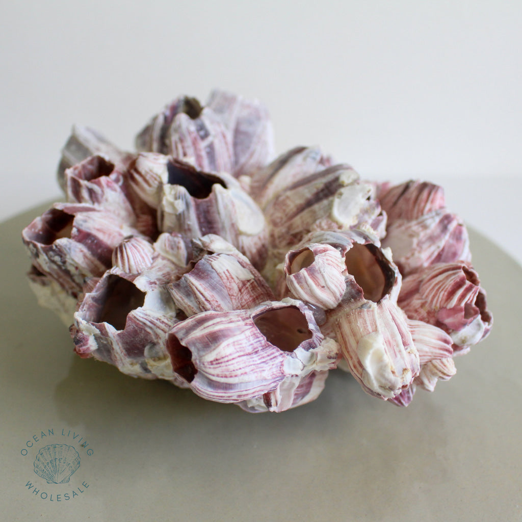 Natural Barnacle Large 12 To 15 Inch Shell