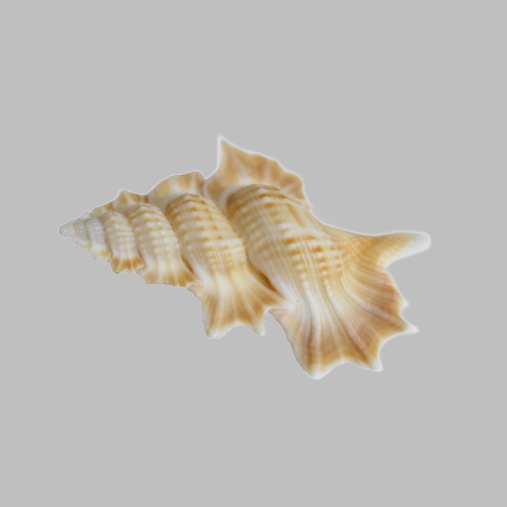 Biplex Perca (4-7Cm) Natural Shell