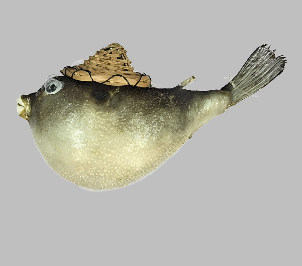 Blowfish With Hat 4 Starfish