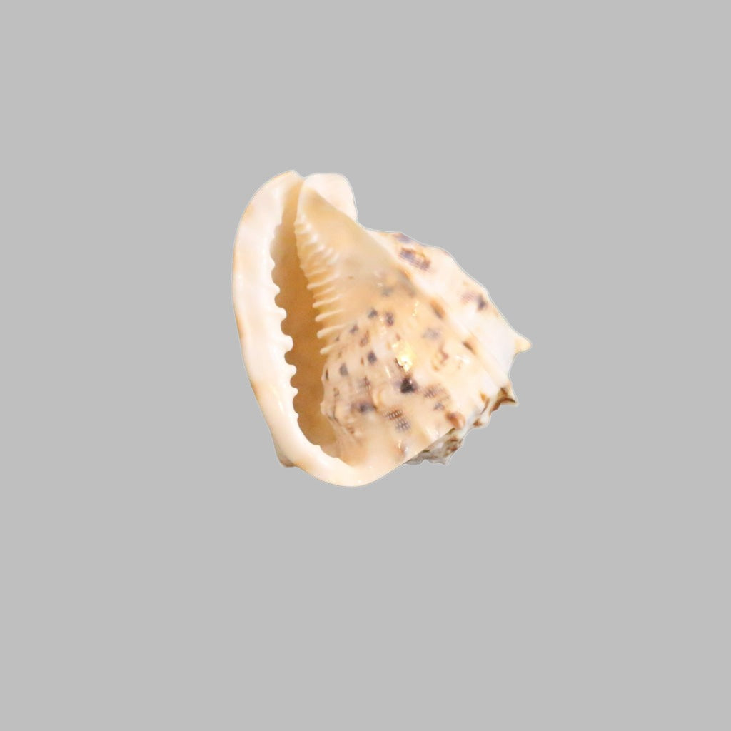 Cassis Cornuta 10-14Cm Natural Shell