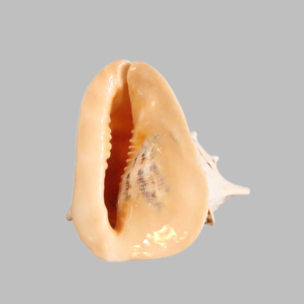Cassis Cornuta 22-24Cm Natural Shell
