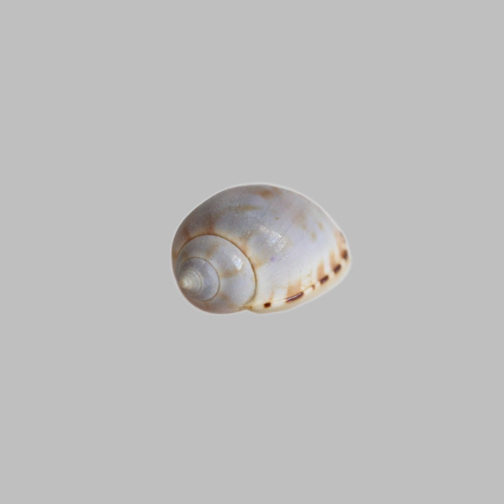 Cassis Vibex Natural Shell