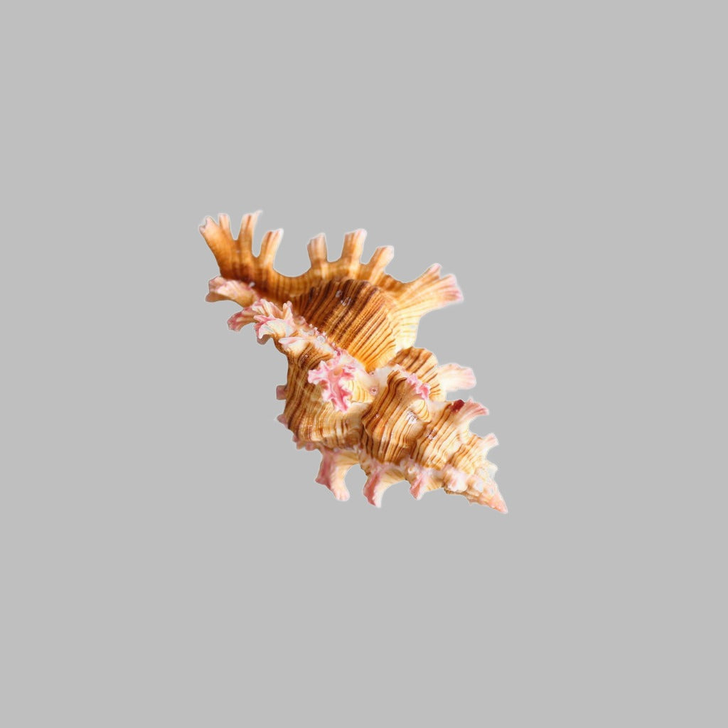 Chicorues Palmarosae Natural Shell