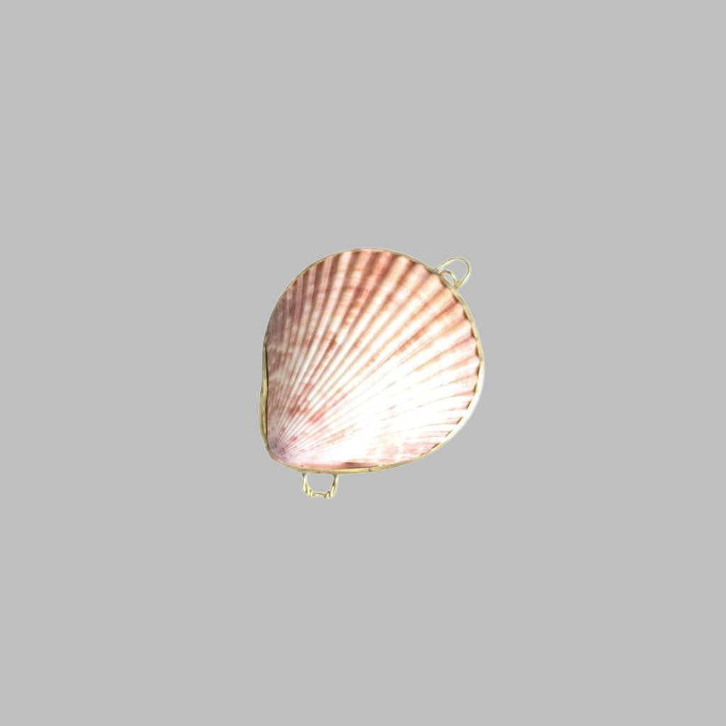 Coin Purse Assorted Colour Pecten Shell