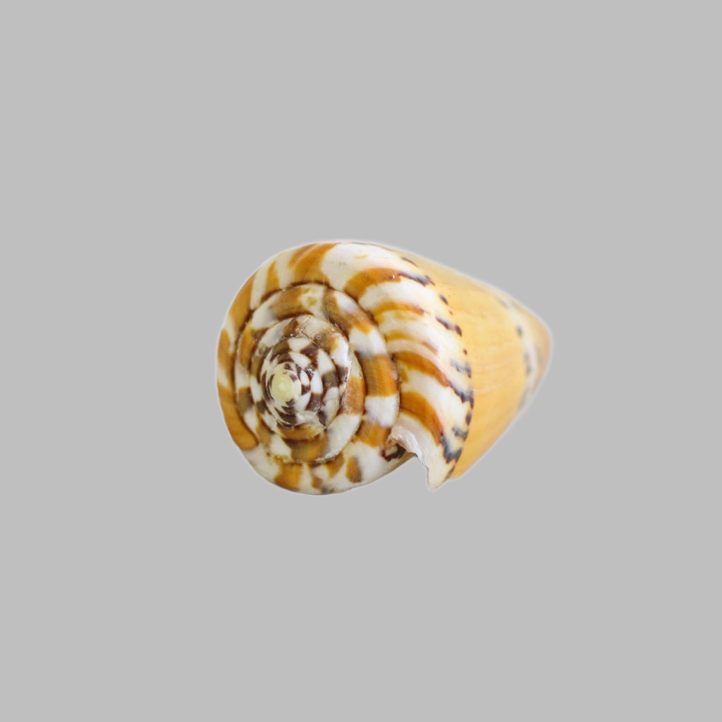 Natural Conus Capitaneus Large Shell