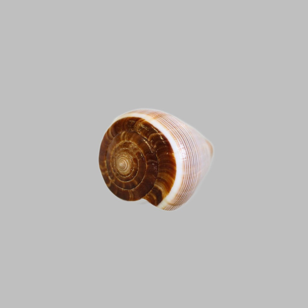 Natural Conus Figulinus Shell