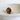 Natural Conus Figulinus Shell