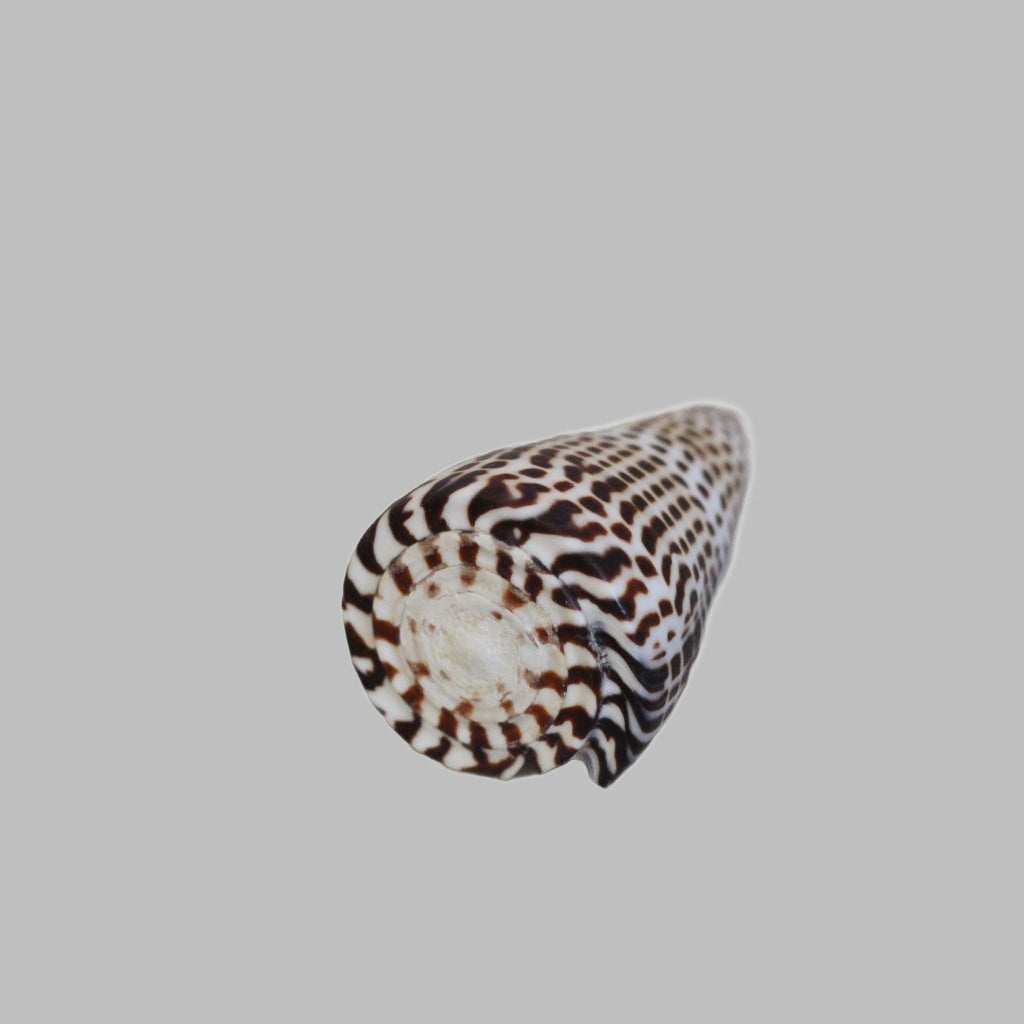Conus Litteratus Large. Natural Shell