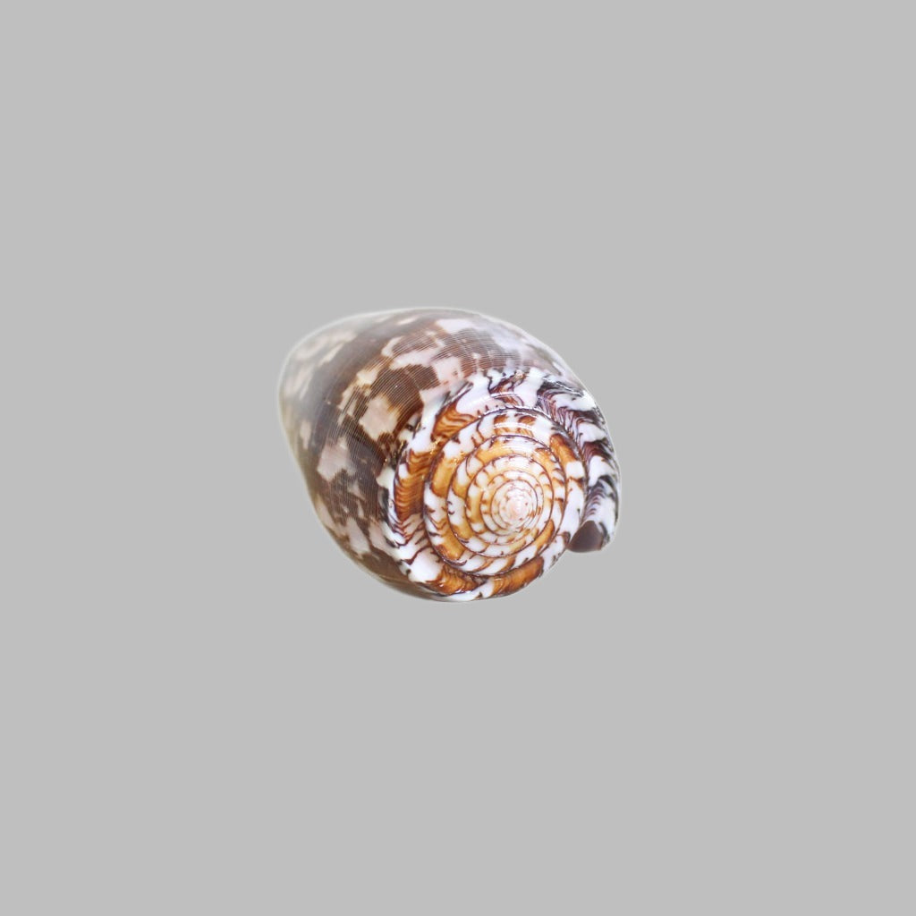 Conus Striatus Natural Shell