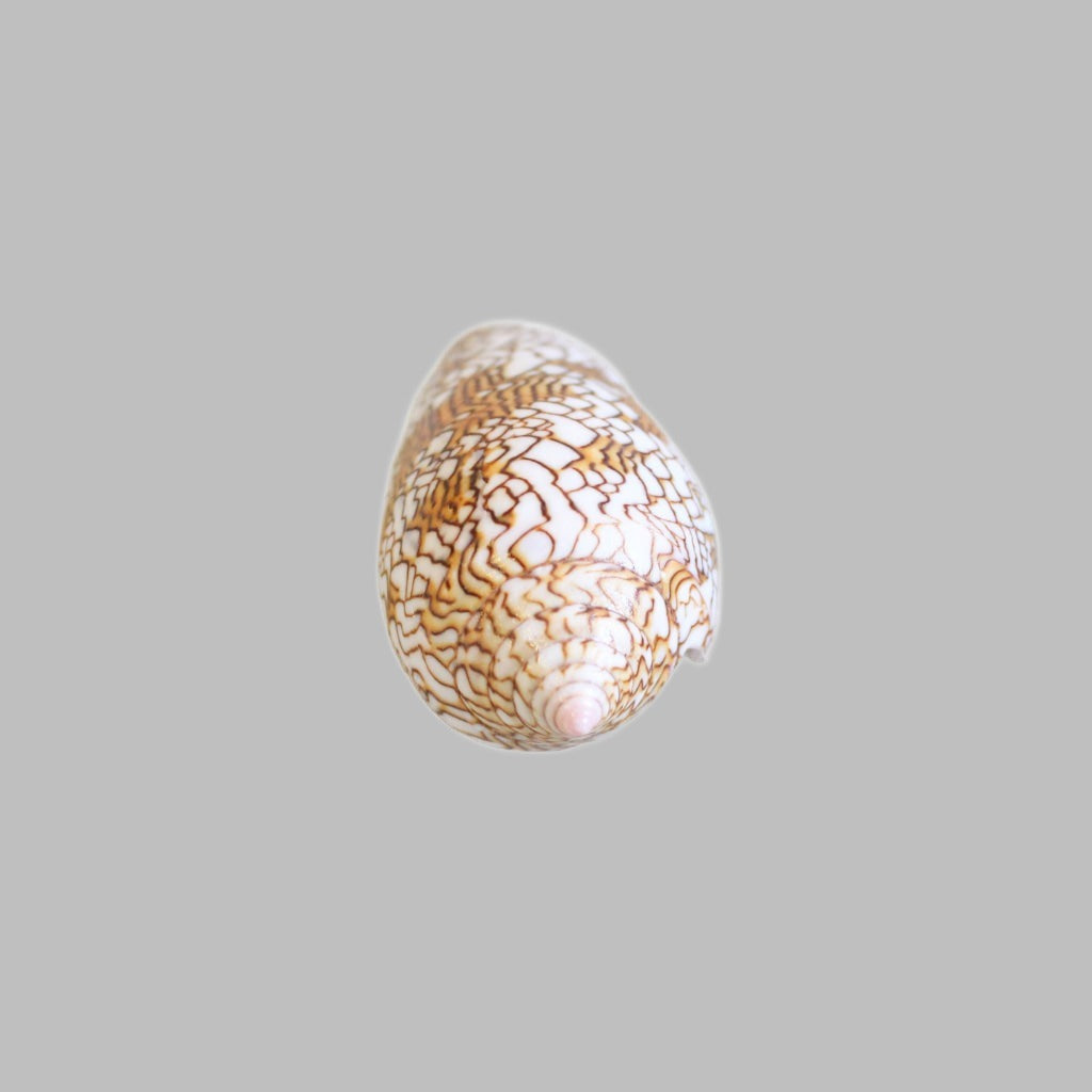 Conus Textile Natural Shell