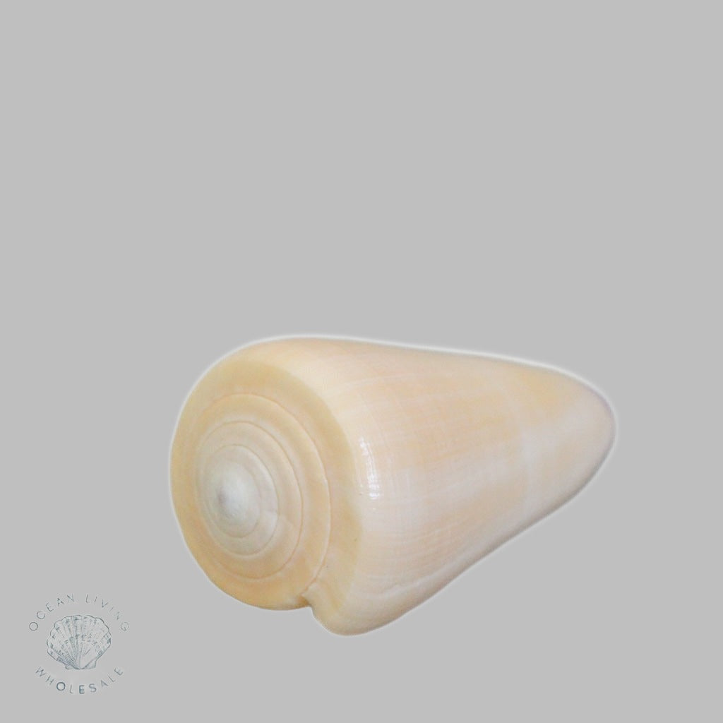 Conus Virgo. Natural Shell
