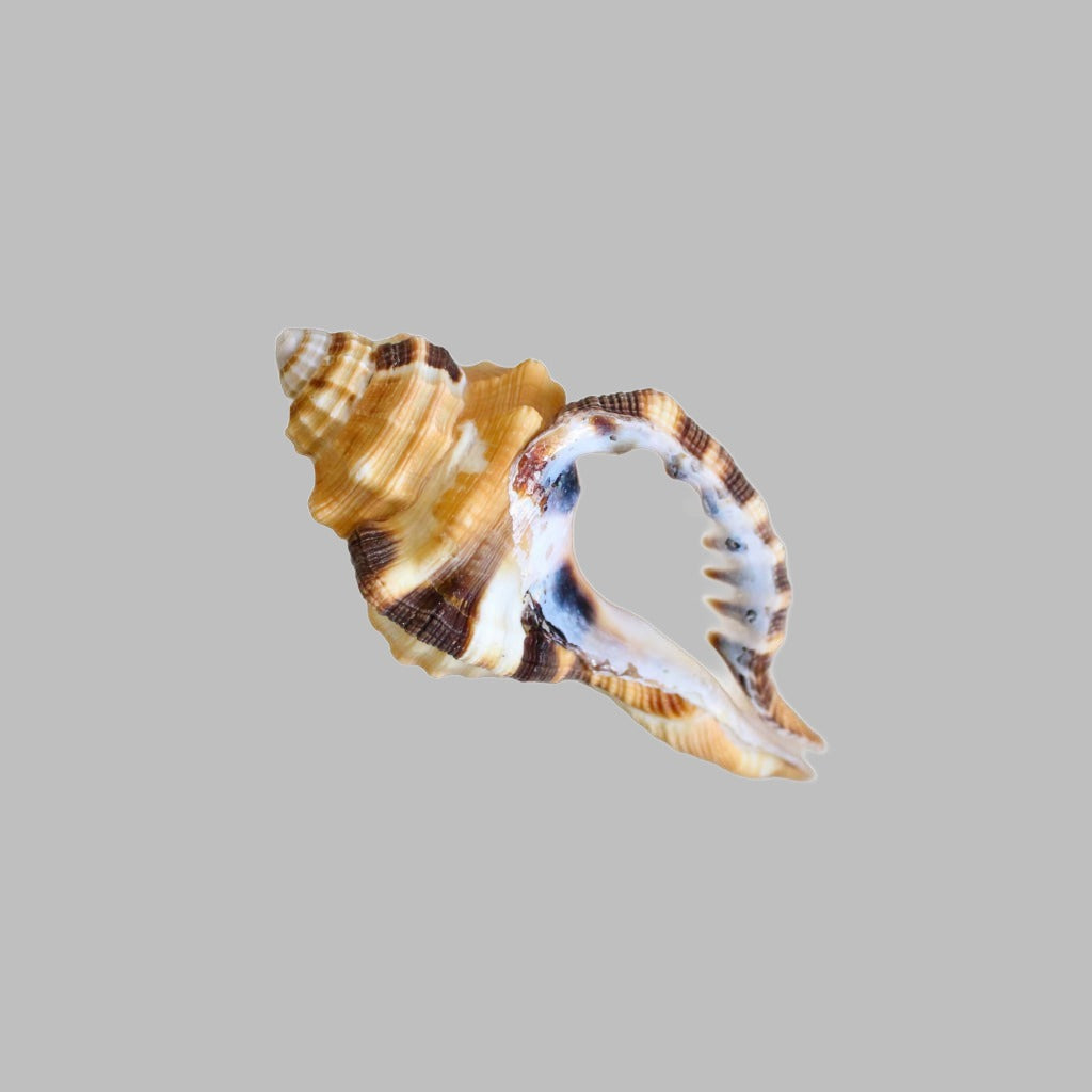 Natural Cymatium Grandimaculum Shell