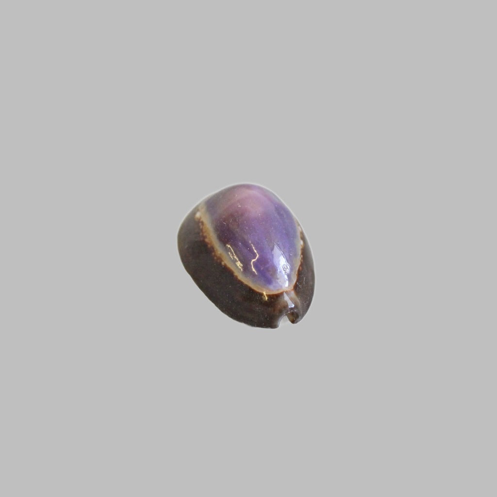 Natural Cyprea Capuserpentis Purple Shell