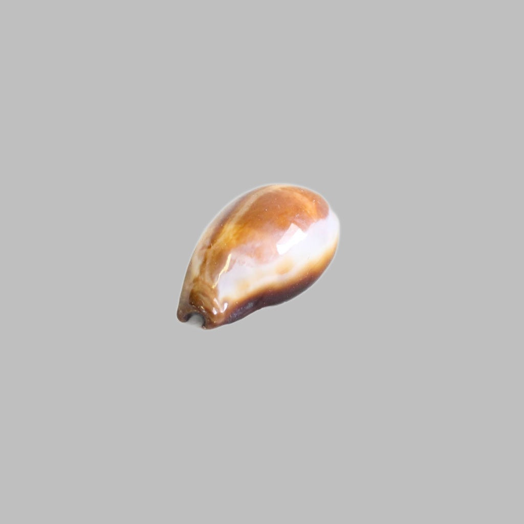 Natural Cyprea Onyx Shell