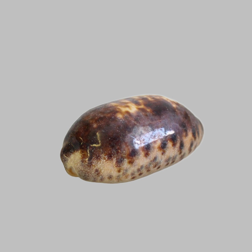 Natural Cyprea Testudinaria Shell