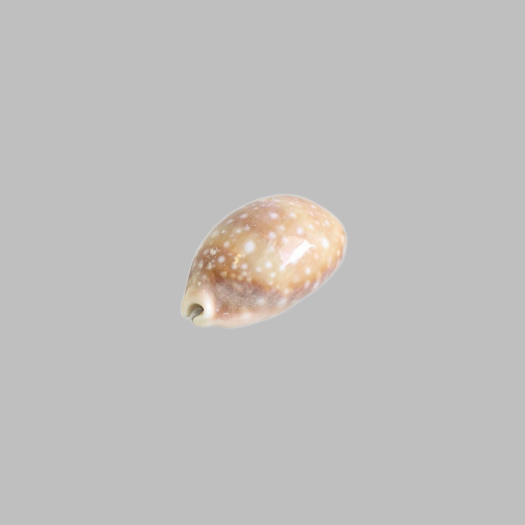 Natural Cyprea Vitellus Shell