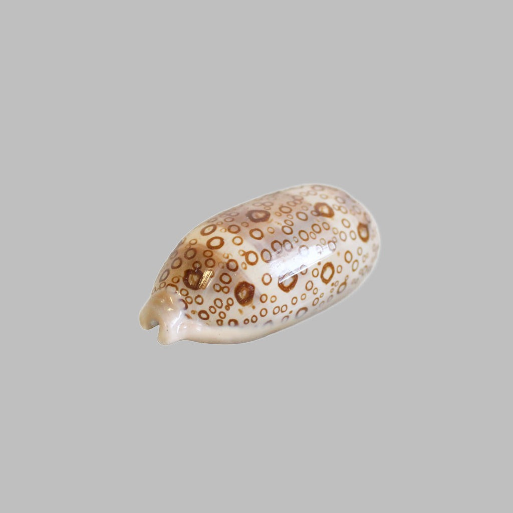 Cypreae Argus Natural Shell