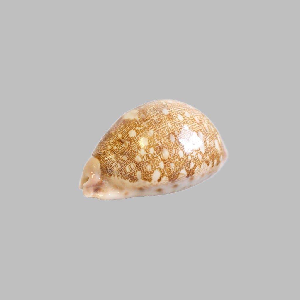 Cypreae Mappa Natural Shell