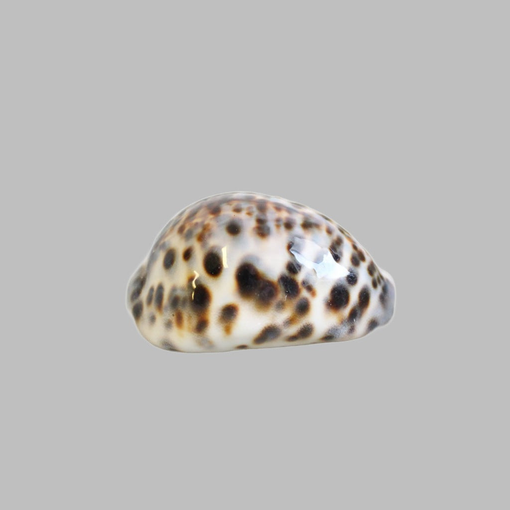 Cypreae Tigris Natural Shell