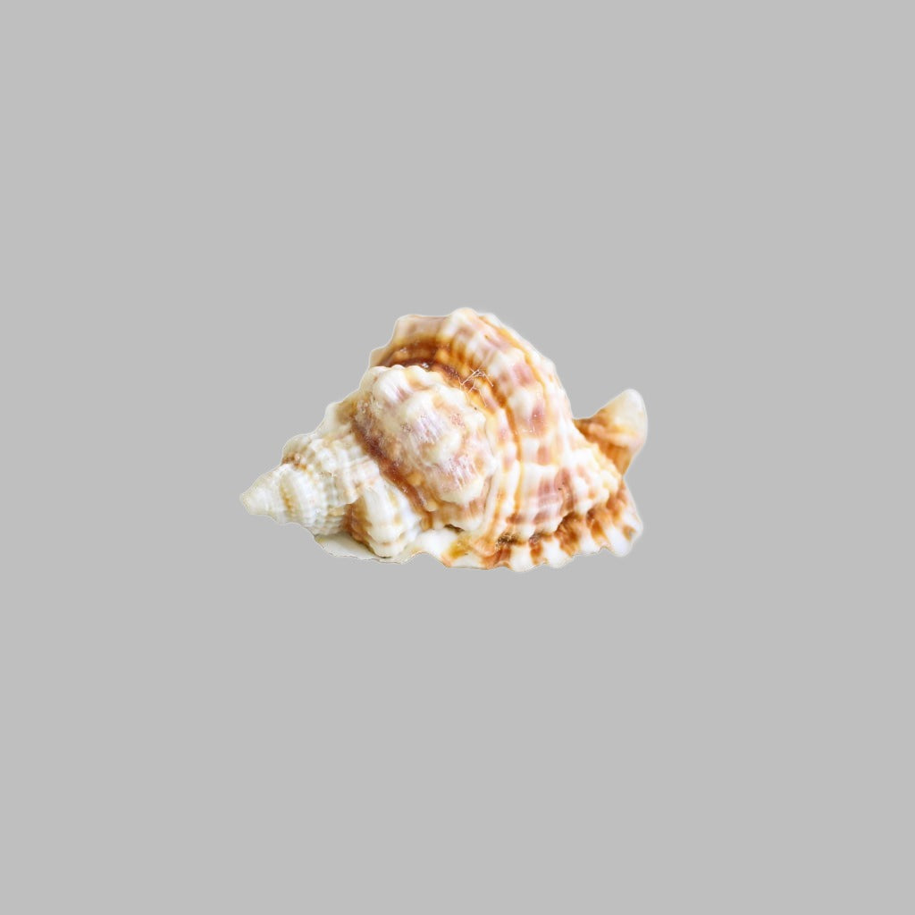 Natural Distortia Anus Shell