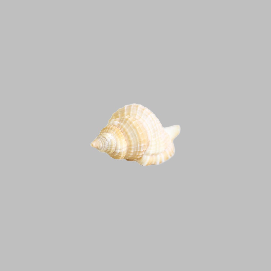 Natural Distortio Reticulata Shell