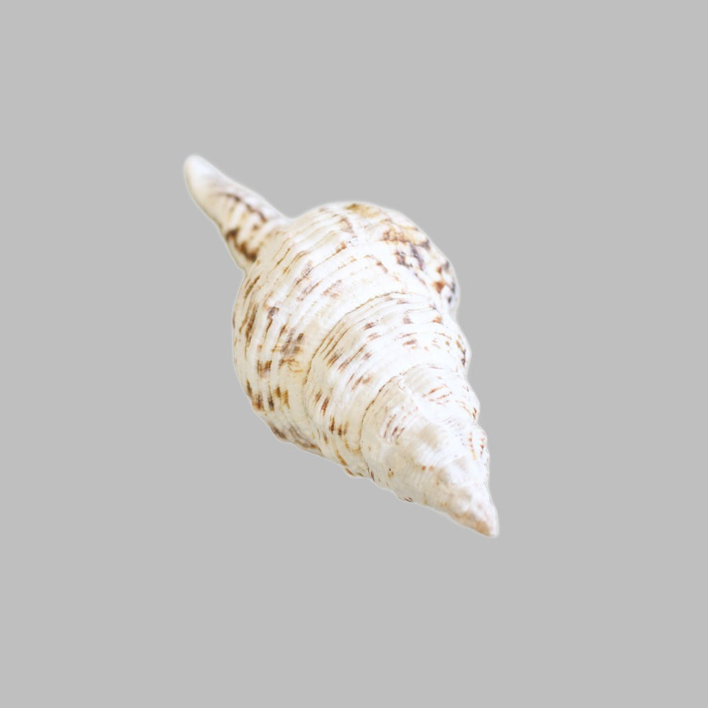 Fusinus Nicobaricus 10Cm Up Natural Shell