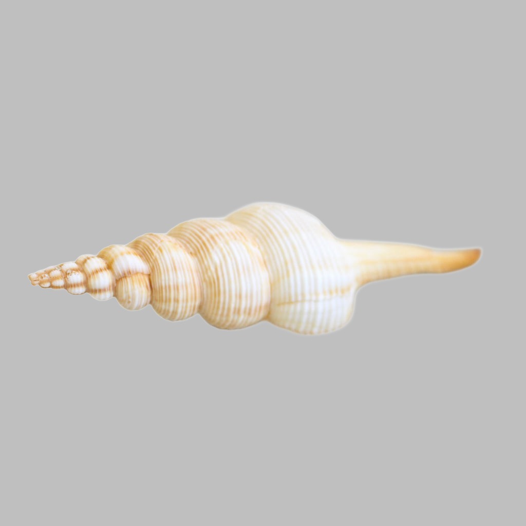 Natural Fusus Colus Xl Shell
