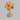 Hairclips Frangipani Assorted Colours Xl Pack Of 12