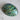 Haliotus Ovina Green Polished Xxl Shells