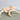 Natural Lambis Chiragra Shell