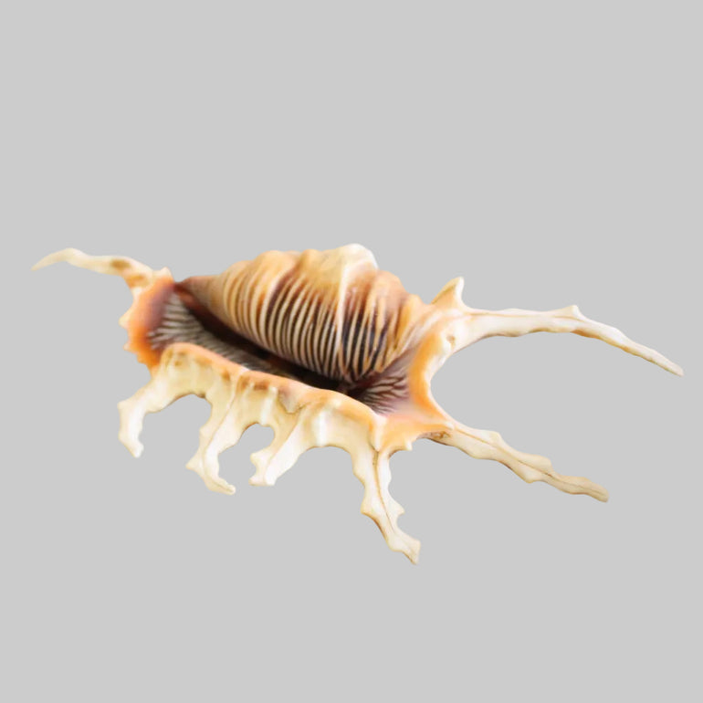 Shells – Ocean Living Wholesale (Pty) Ltd