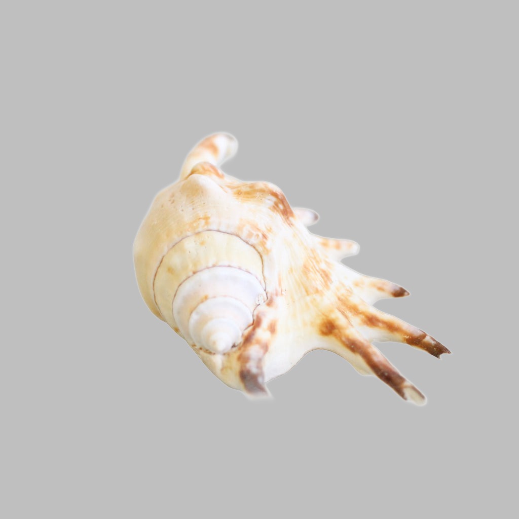 Lambis Small Natural Shell