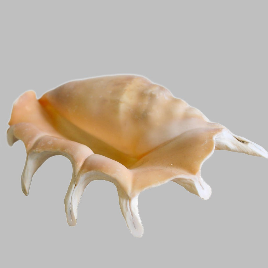 Natural Truncata Shell