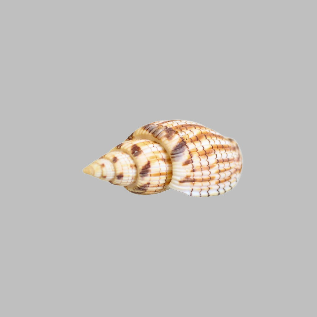 Natural Lyria Kurodai Shell