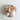Midrib Shell Pack