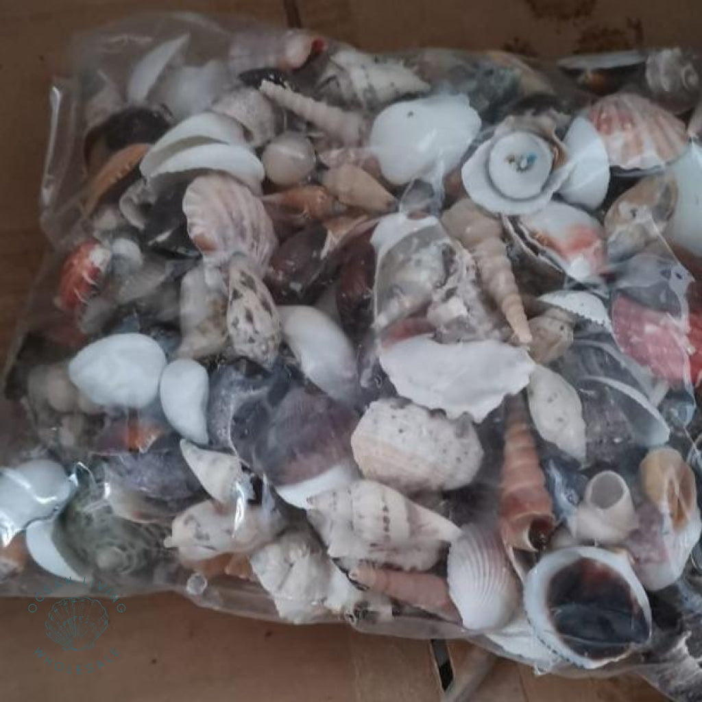 Metacomco Shell Mixed shells in two-kilogram packs – Ocean Living Wholesale (Pty) Ltd
