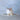 Mouse Made Of Phalium Bisulcatum