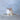 Mouse Made Of Phalium Bisulcatum