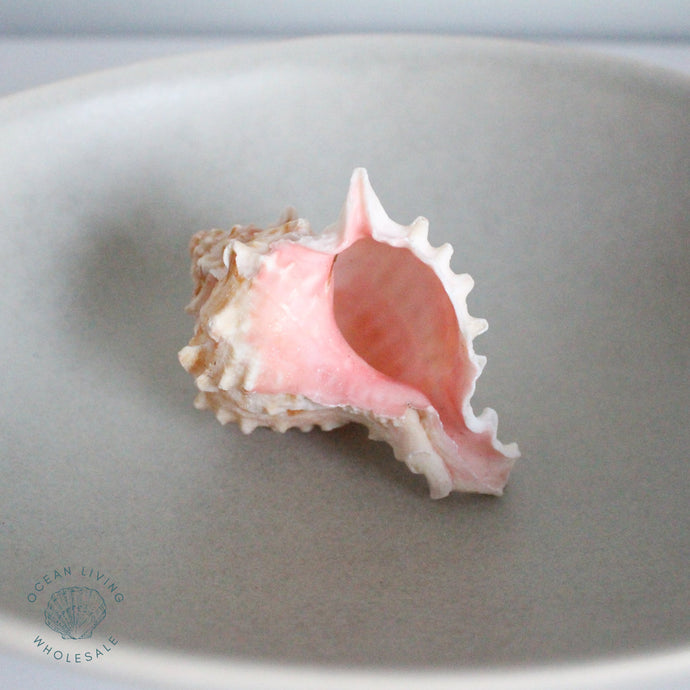 Murex pink 7-9cm – Ocean Living Wholesale (Pty) Ltd