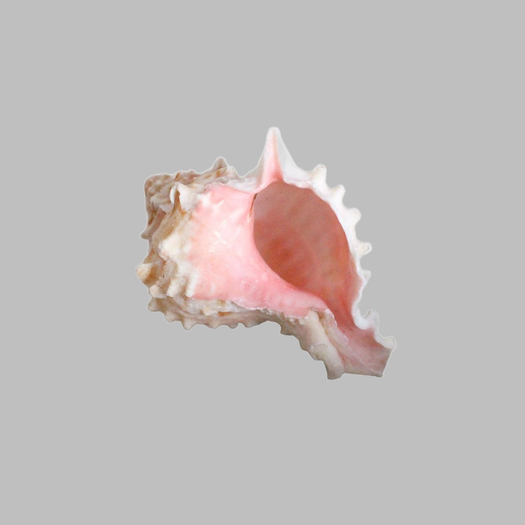 Murex Pink Natural Shell