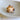 Natural Murex Torrefactus Shell