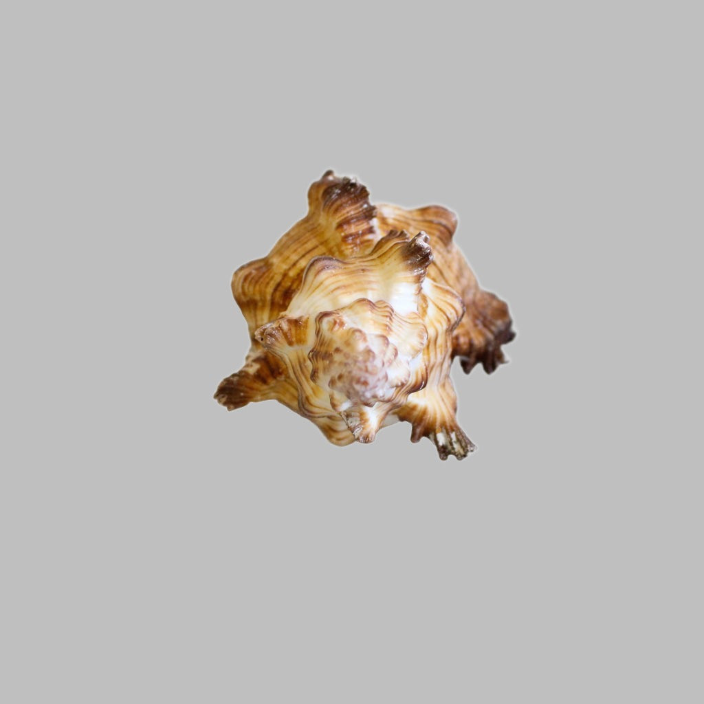 Natural Murex Torrefactus Shell