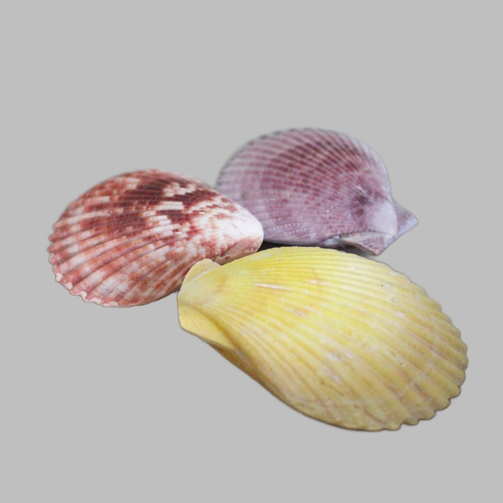 Pecten Nobilis Large Natural Shell