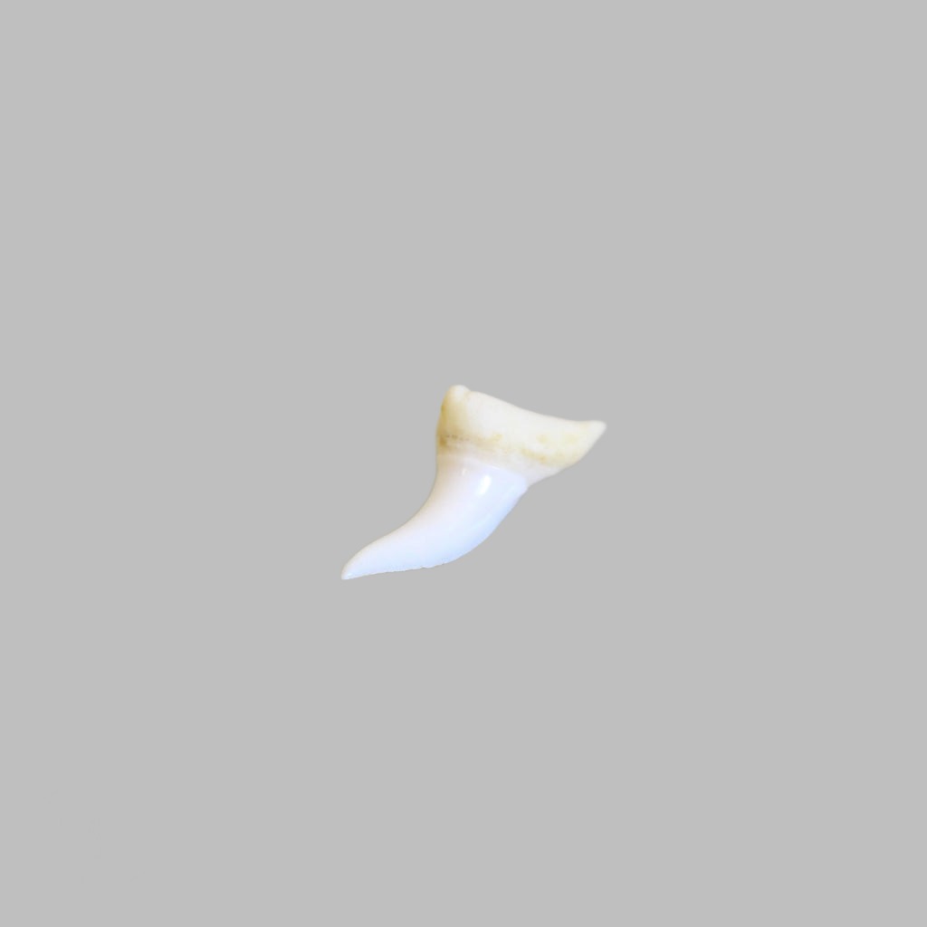 Pendant Shark Tooth Mako Pendants