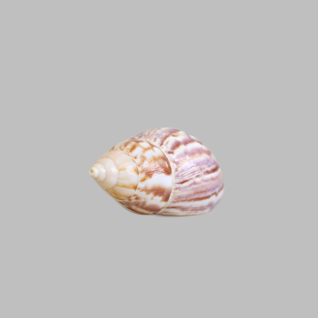 Polished Achatina Fulica Shells