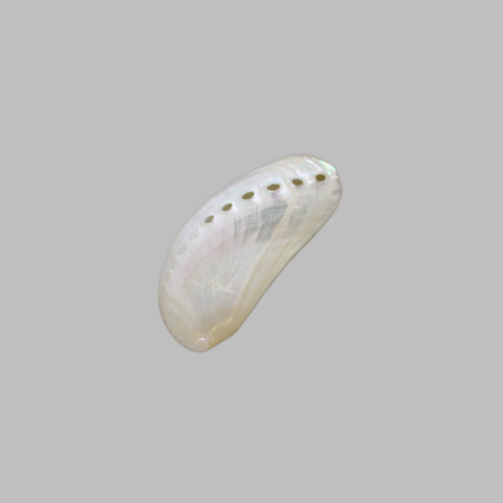 Polished Assinina Pearl Shells